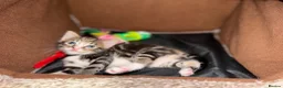 Mixed Breed cats for sale: Kittens for sale - Advert 12