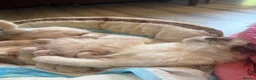 Ragdoll cats for sale: 5 Stunning Ragdoll dolls  - Advert 7