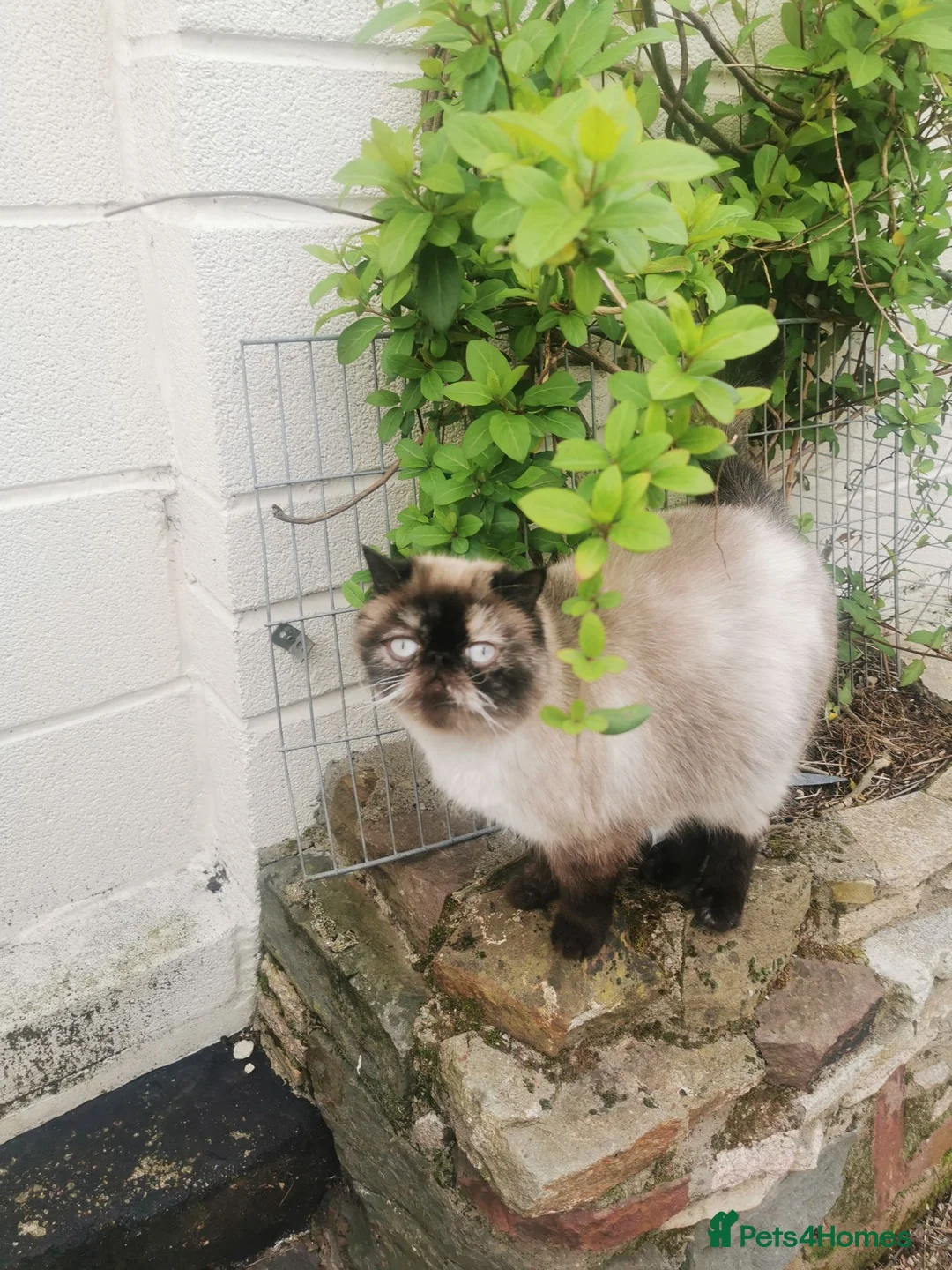 Persian cats for sale: Pedigree Persian exotic  - Advert 6