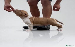 American Bully dogs for sale: Champion Bloodline American Pocket Bully Puppies - Image 17