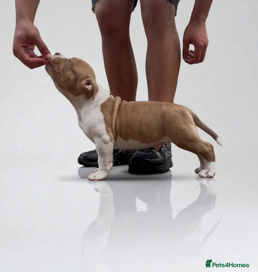 American Bully dogs for sale: Champion Bloodline American Pocket Bully Puppies - Image 17
