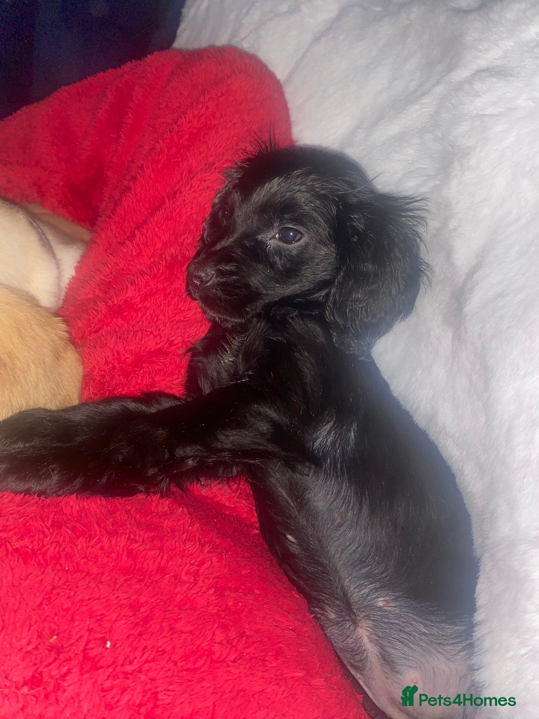 Cocker Spaniel dogs for sale: Show type - Advert 1