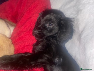 Cocker Spaniel dogs Show type - Advert 1