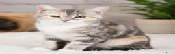 Siberian cats for sale: Stunning half Siberian kittens ready to be rehome. - Advert 20