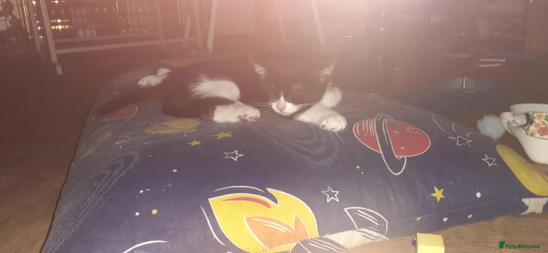 Mixed Breed cats for sale: Two male black and white kittens  - Advert 6