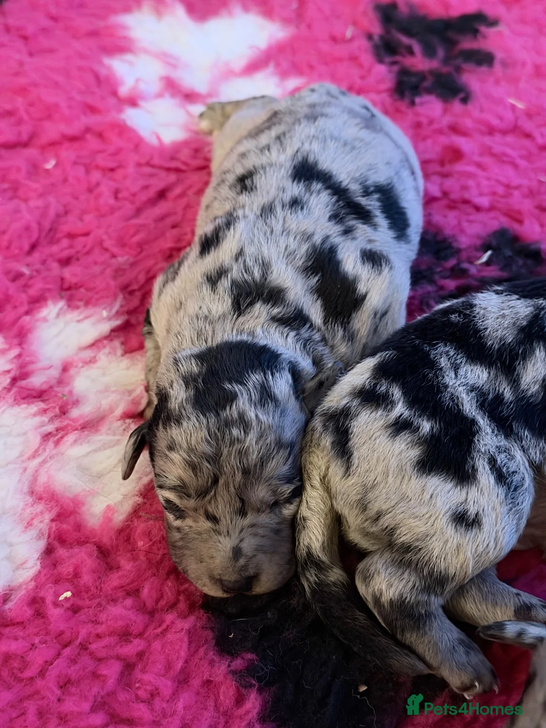 Labrador Retriever dogs for sale: Labrador puppies - Advert 2