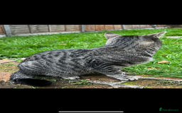Domestic Shorthair cats for sale: Stray cat in desperate need of home  - Image 4