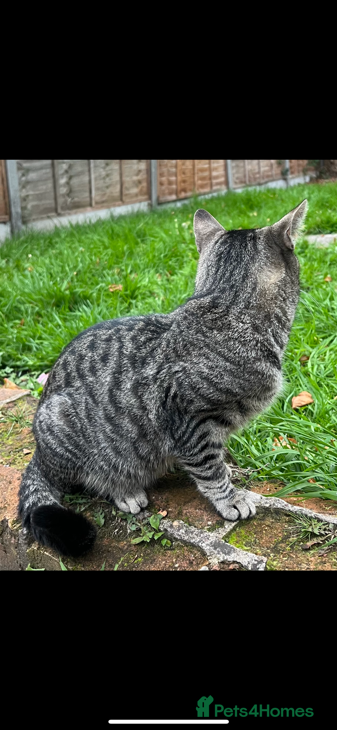 Domestic Shorthair cats for sale: Stray cat in desperate need of home  - Image 4