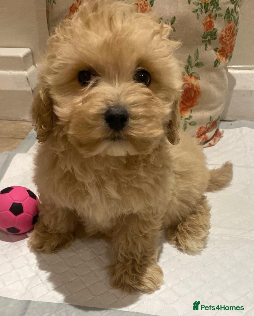 Cavapoo dogs F2 Cavapoo puppies available  - Advert 1