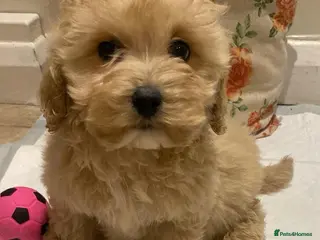 Cavapoo dogs F2 Cavapoo puppies available - Advert 1
