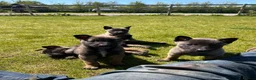 Mixed Breed dogs for sale: Mali x Shepherd puppies. 4 boys & 1 girl.  in Southam - Advert 6