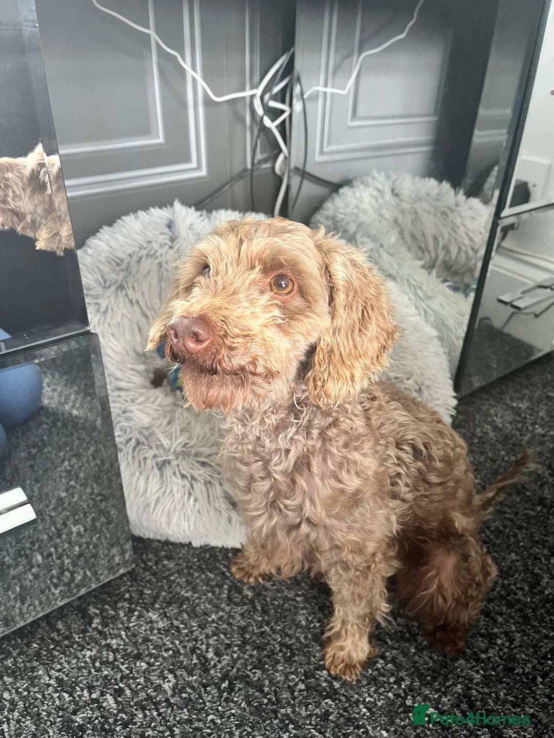 Toy Poodle dogs for sale: Chocolate phantom Toy poodle girl 3 year old  - Advert 2