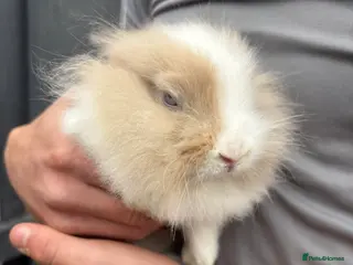 Lionhead rabbits 2 male rabbits in Ashington - Advert 1