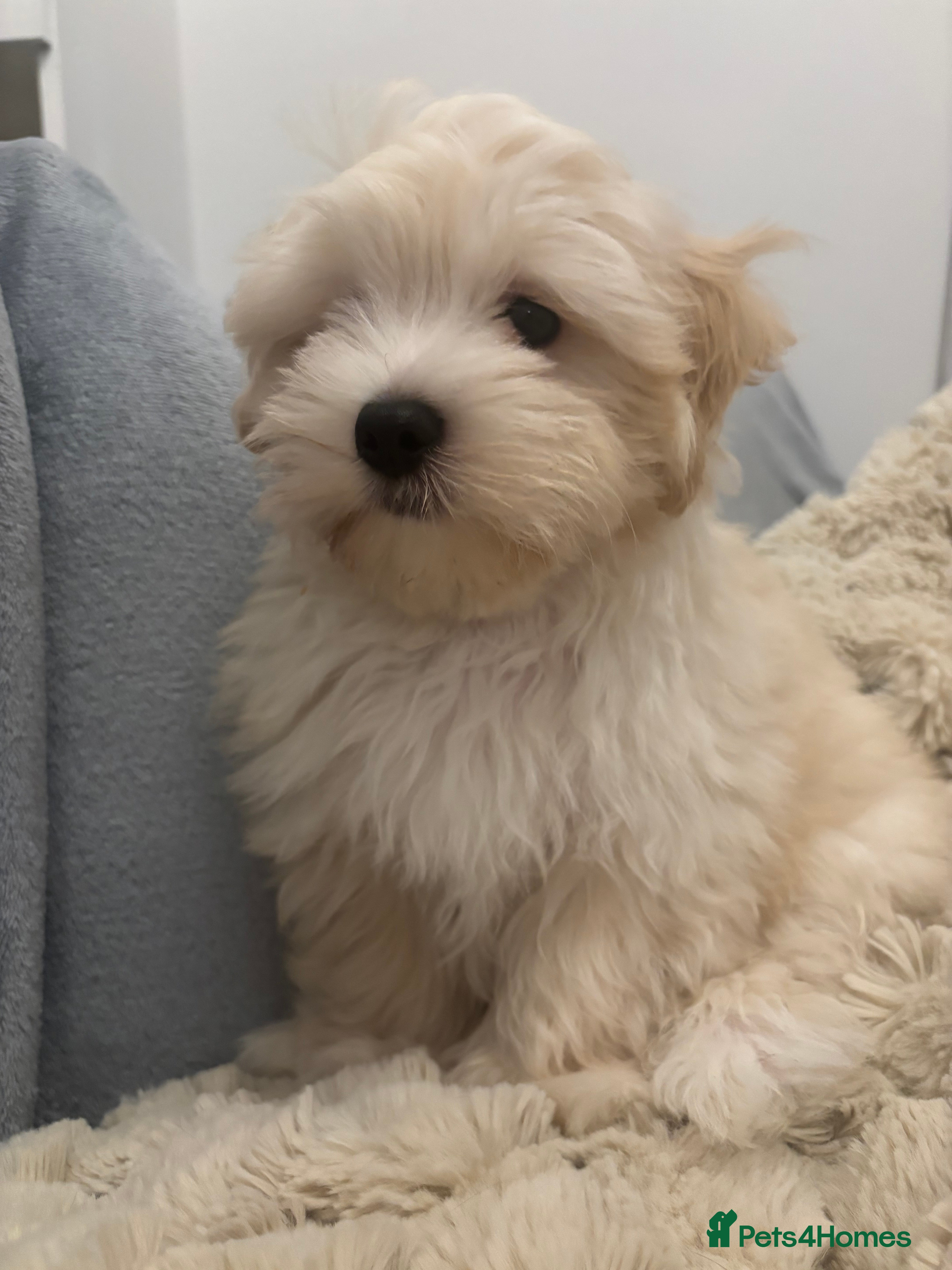 Maltipoo dogs Maltipoo - Advert 17