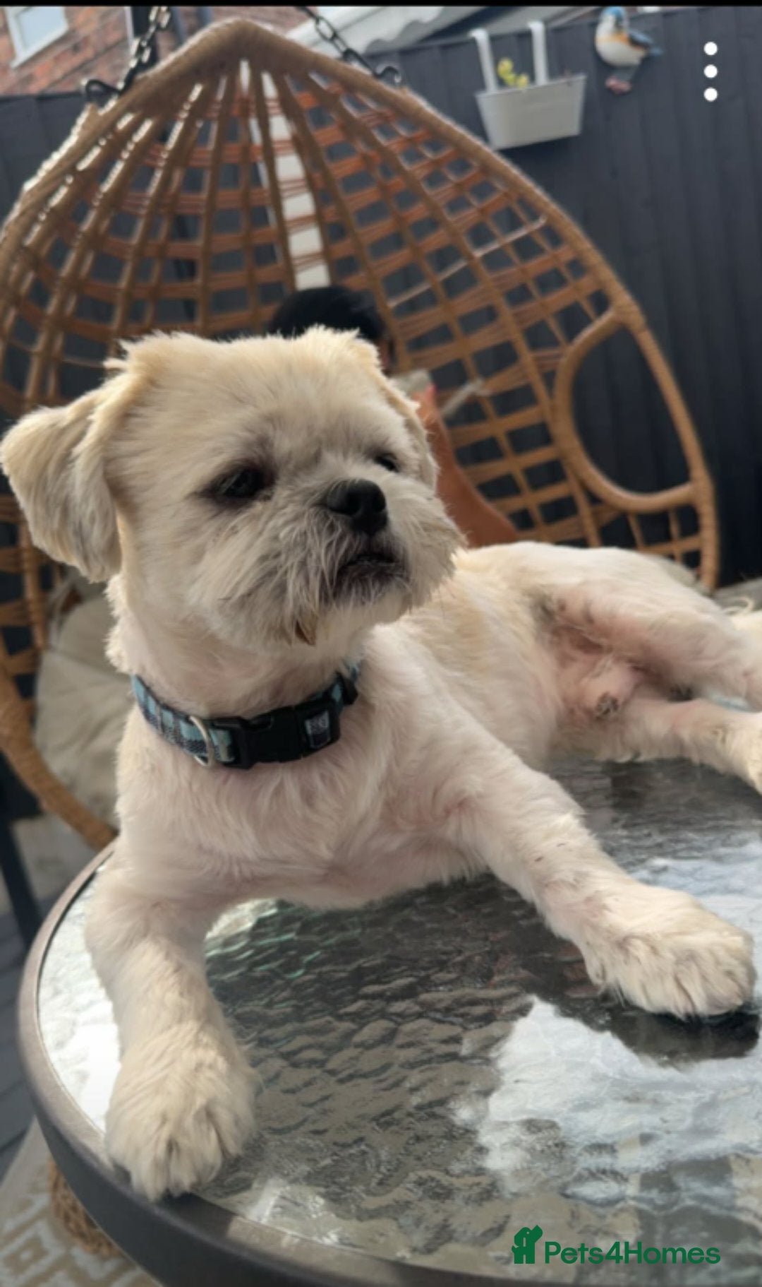 Shih Tzu dogs Shitzsu for stud - Advert 17