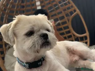 Shih Tzu dogs Shitzsu for stud - Advert 17