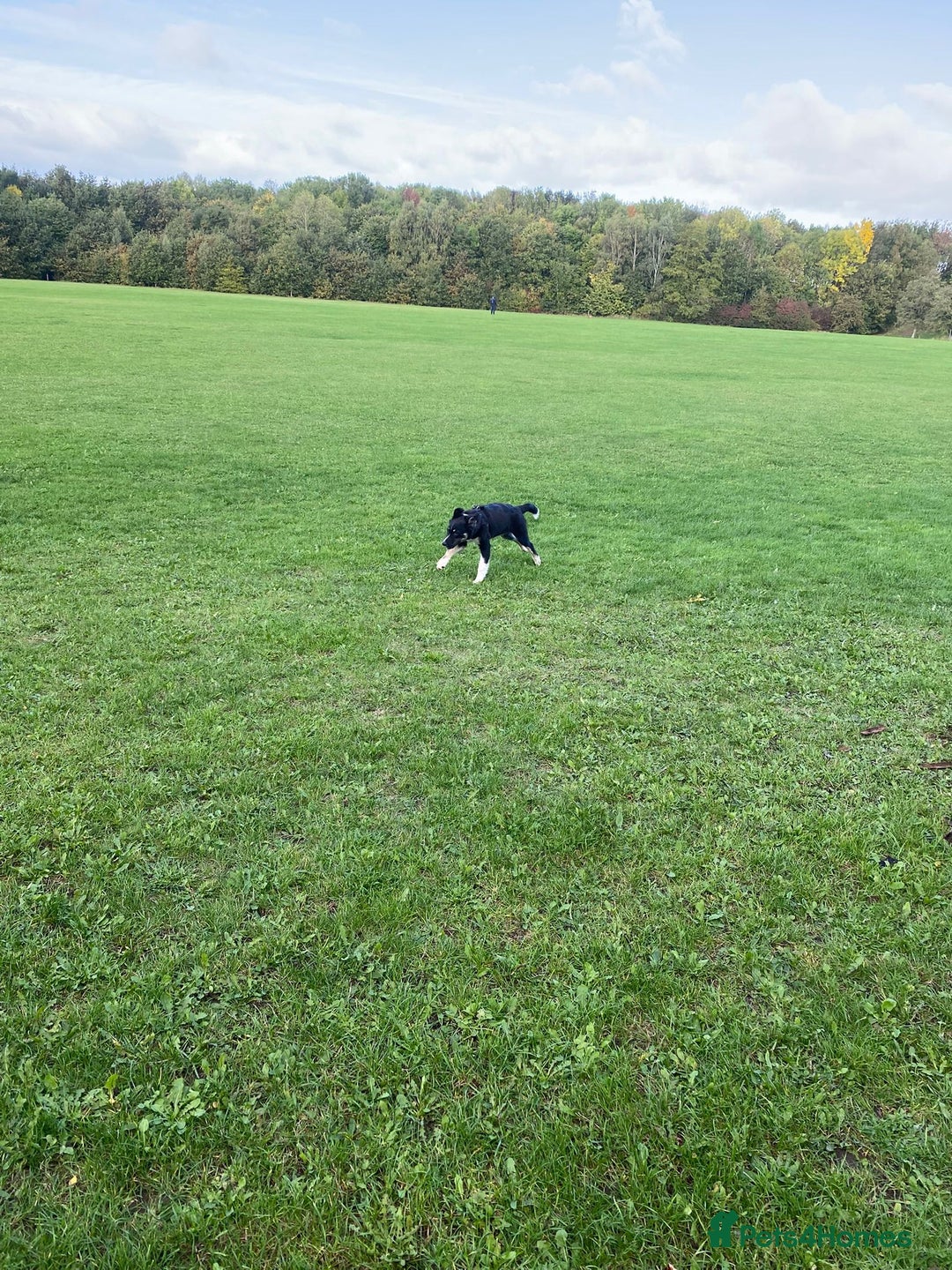 Mixed Breed dogs for adoption: 🐾 Meet WOODY 🐾  He's ready for a Loving Family - Advert 9