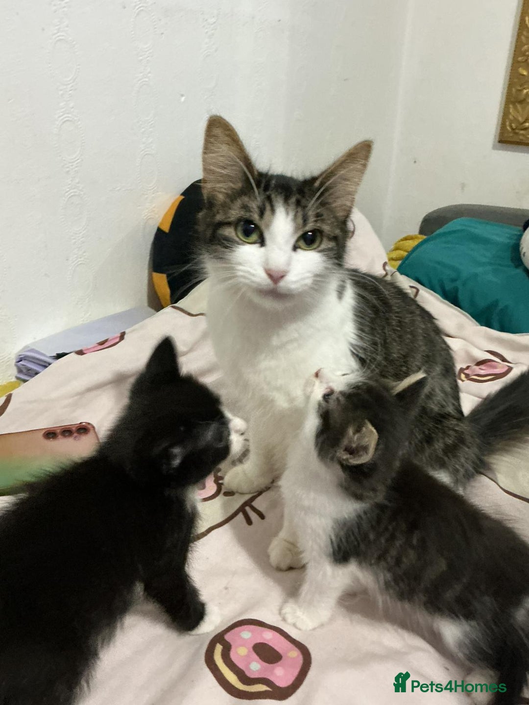 Mixed Breed cats for sale: Kittens  - Advert 15