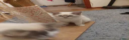 Ragdoll cats for sale: Ragdoll 1 - Advert 16