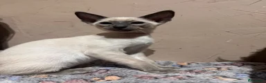 Siamese Kitten 2