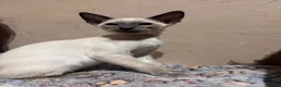 Siamese cats for sale: 2 cute Siamese girls available ready now  - Advert 6