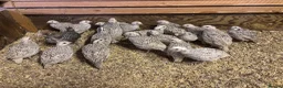 Quail poultry for sale: Snowflake Bobwhite Quail  - Advert 2