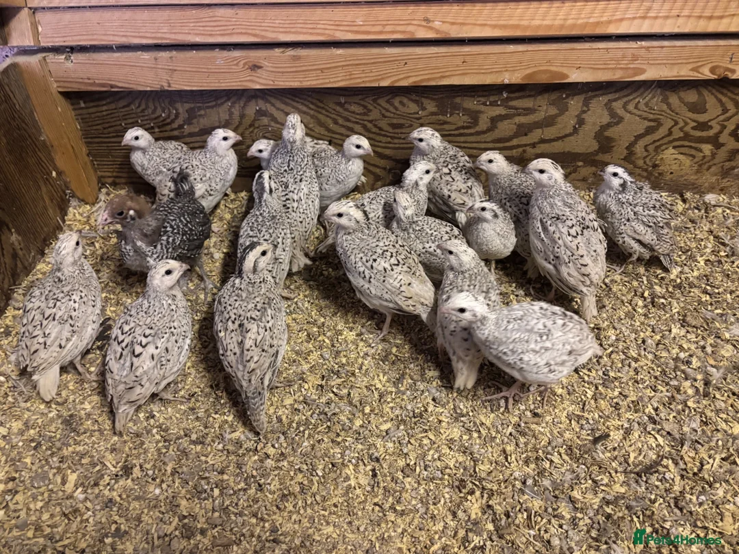Quail poultry for sale: Snowflake Bobwhite Quail  - Advert 2