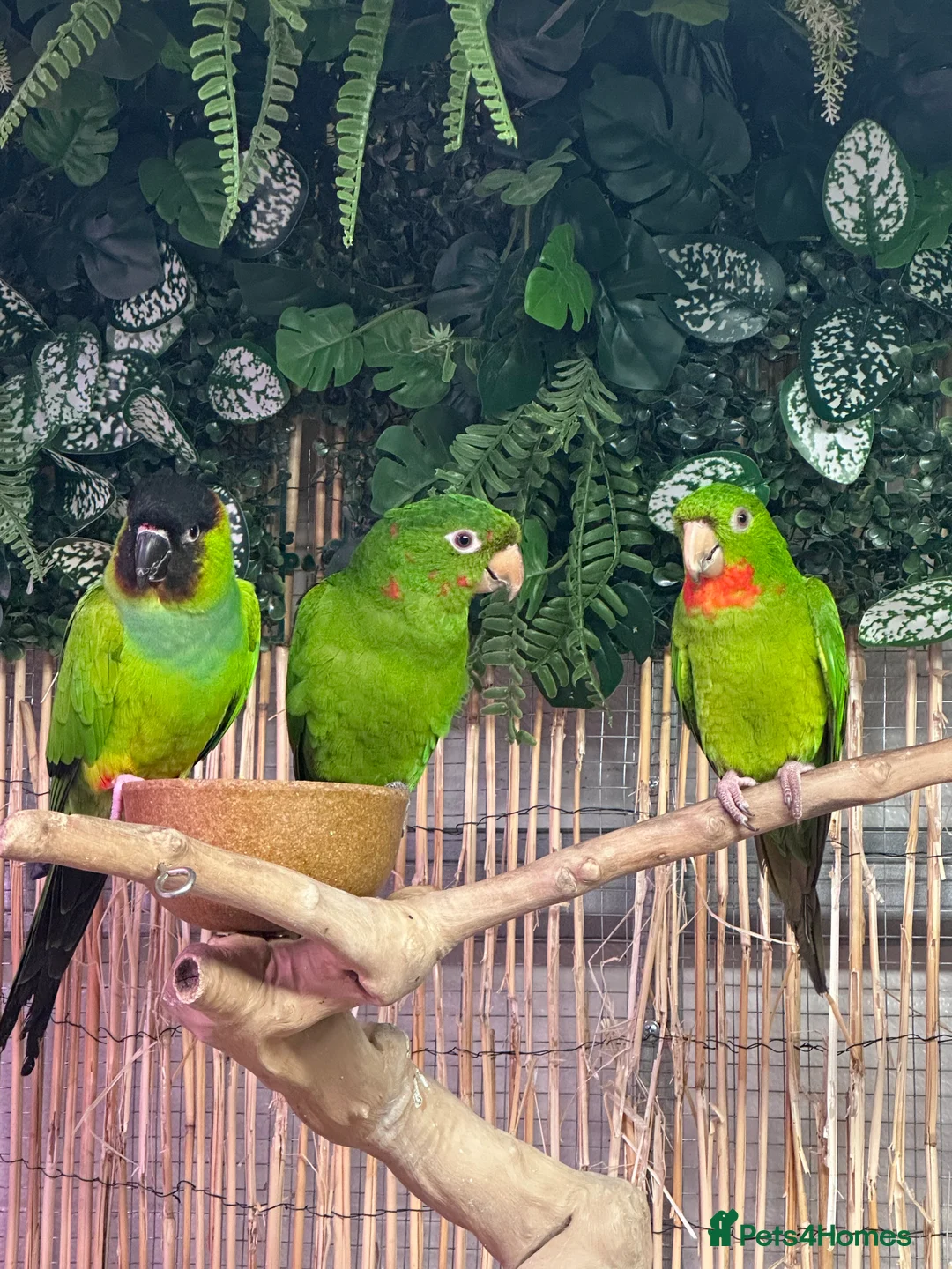 Conures birds for sale: Aviary bred conures  - Advert 5