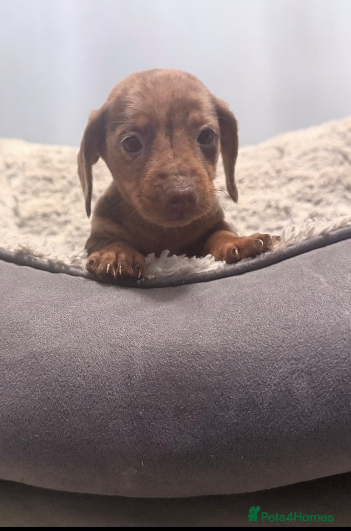 Miniature Dachshund dogs Miniature Dachund  - Advert 2