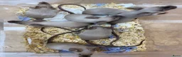 Mouse rodents for sale: Male and Female Fancy Mice  - Advert 6