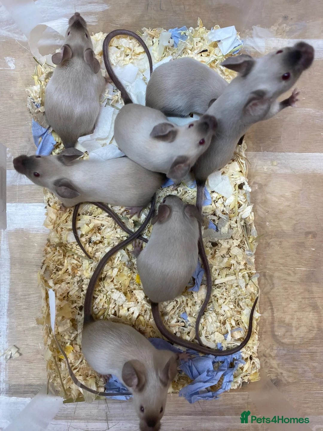 Mouse rodents for sale: Male and Female Fancy Mice  - Advert 6