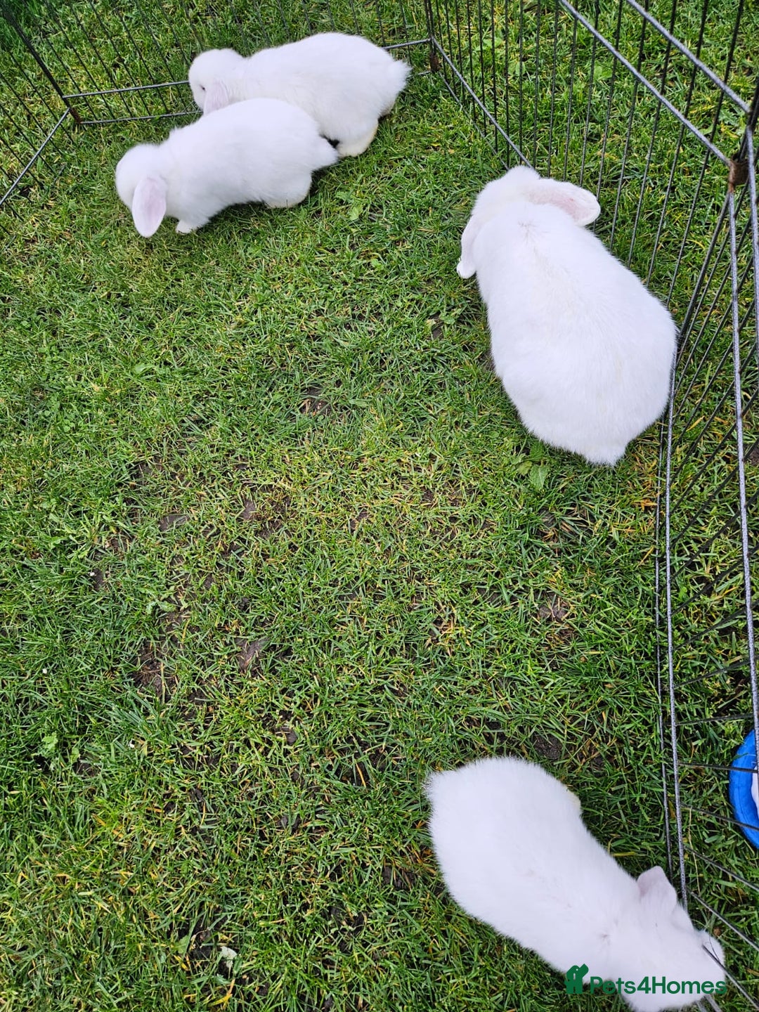 Mini Lop rabbits for sale: ❤️Purebread mini lops for sale❤️ - Advert 17