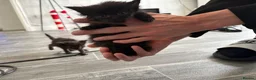 Mixed Breed cats for sale: British short hair crossed  in Birmingham - Advert 12