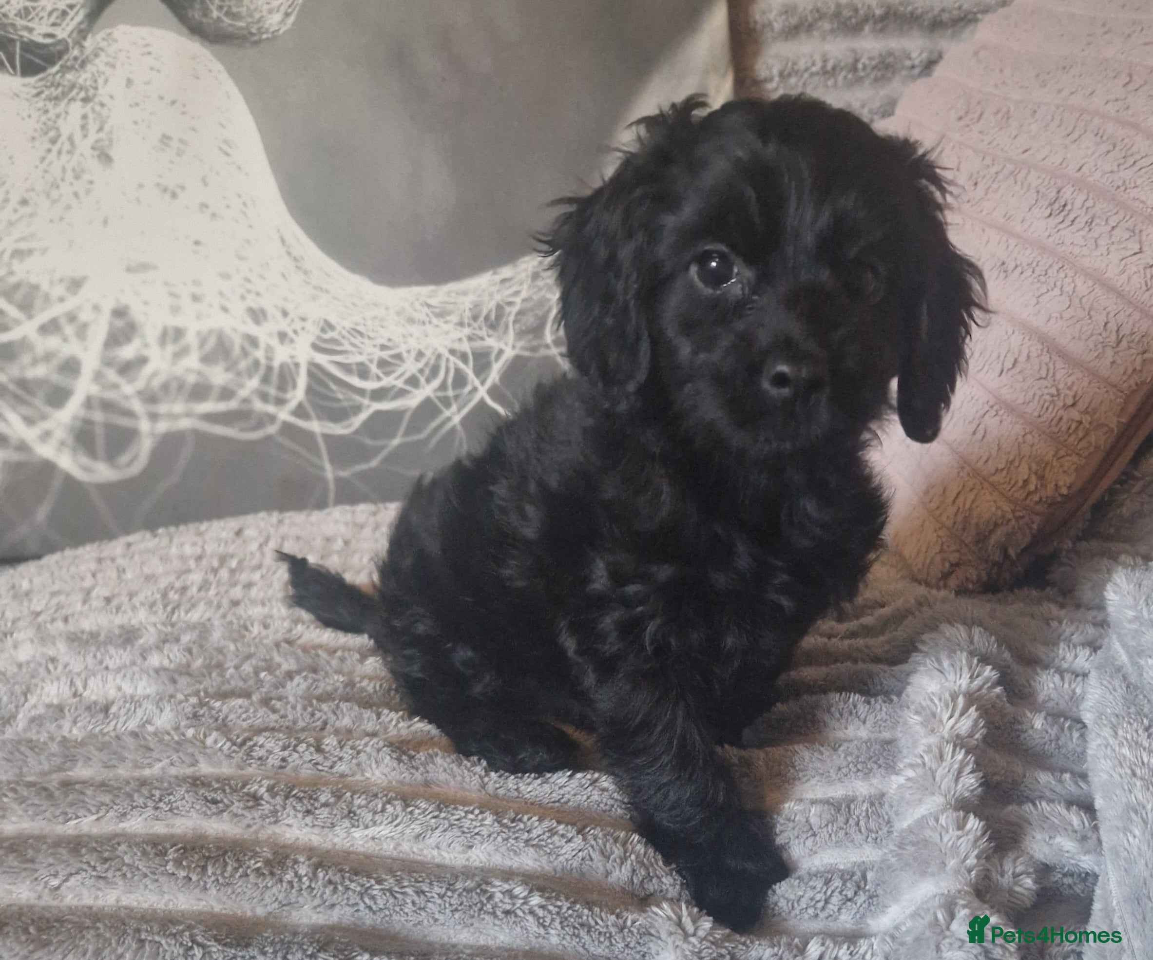 Cockapoo dogs ## READY TO LEAVE 2 STUNNING COCAPOOS - Advert 14