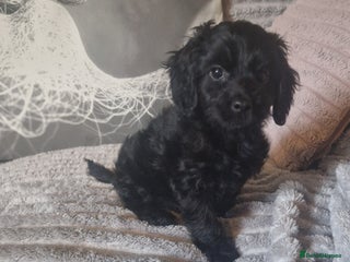 Cockapoo dogs 2 black stunning girls cockerpoos - Advert 8
