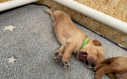 Goldendoodle dogs for sale: F1b Goldendoodles available for reservation - Image 6