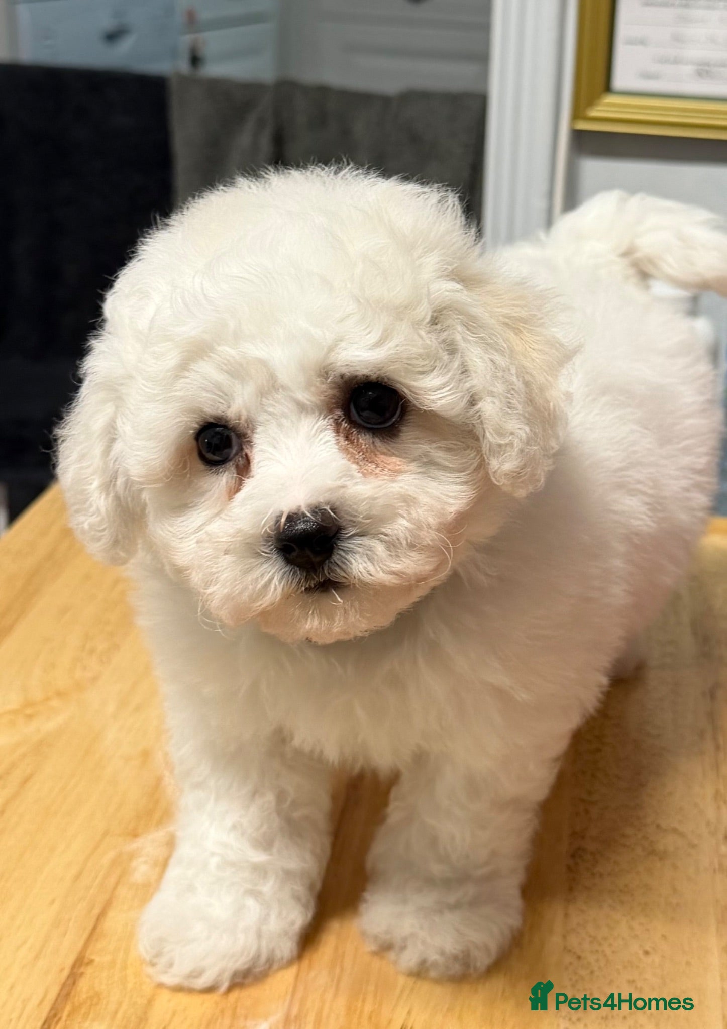Bichon Frise dogs Stunning Bichon Frise Puppies - Advert 2
