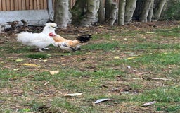 Chickens poultry for sale: Serama boys FREE - Image 3