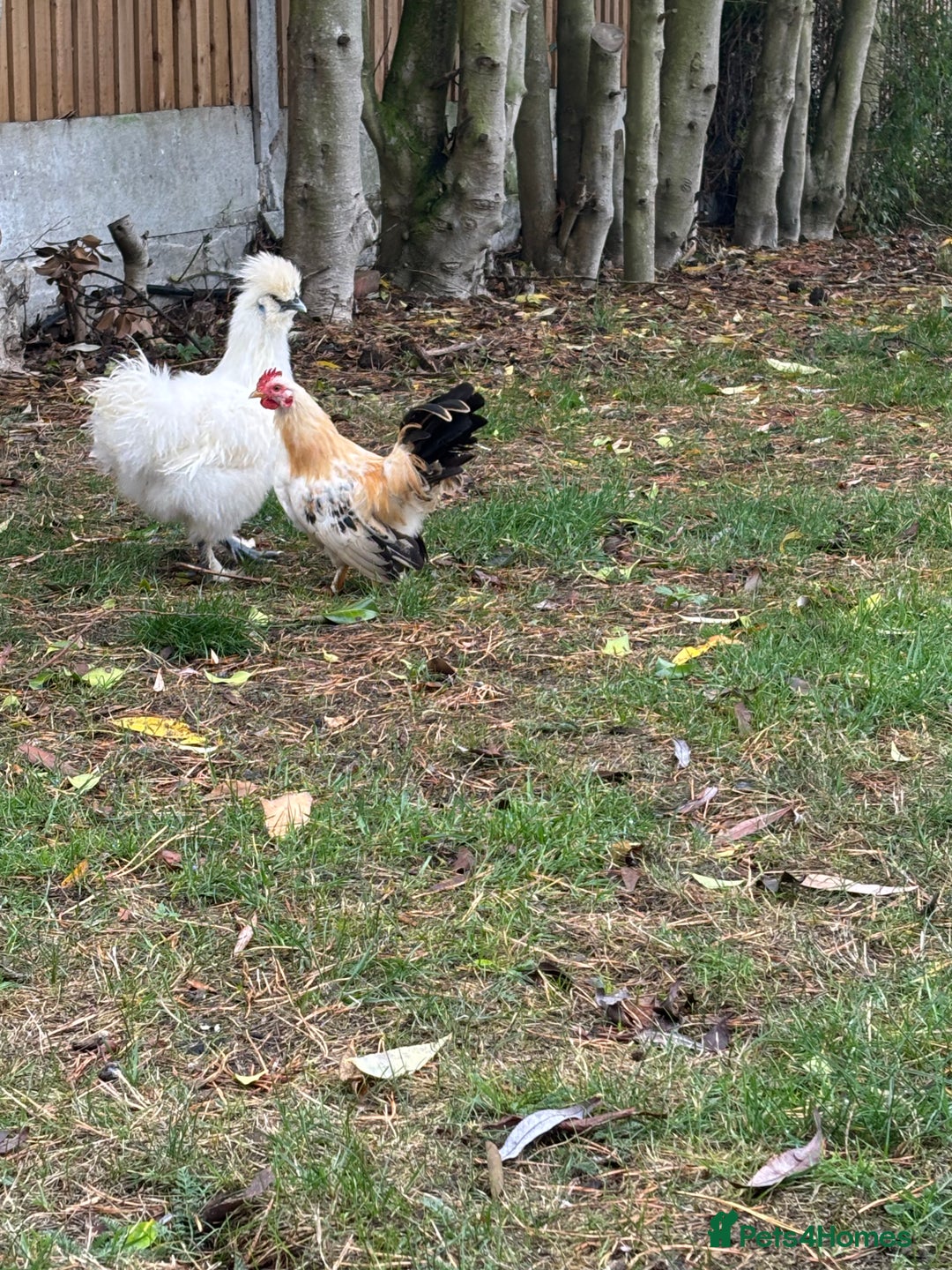 Chickens poultry for sale: Serama boys FREE - Image 3