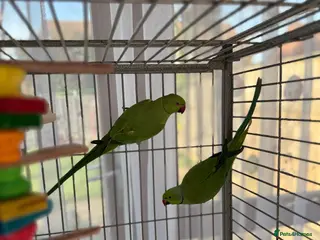 Ringnecks birds Indian Ringneck Pair + Cage & Setup - Advert 5