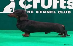 Miniature Dachshund dogs for sale: Outstanding Litter KC Reg Health Tested Parents - Image 7