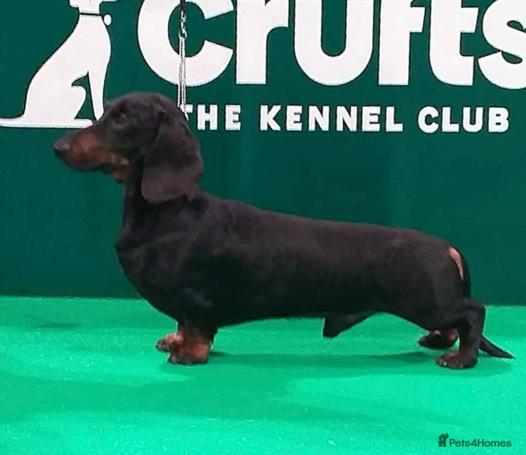 Miniature Dachshund dogs for sale: Outstanding Litter KC Reg Health Tested Parents - Image 7