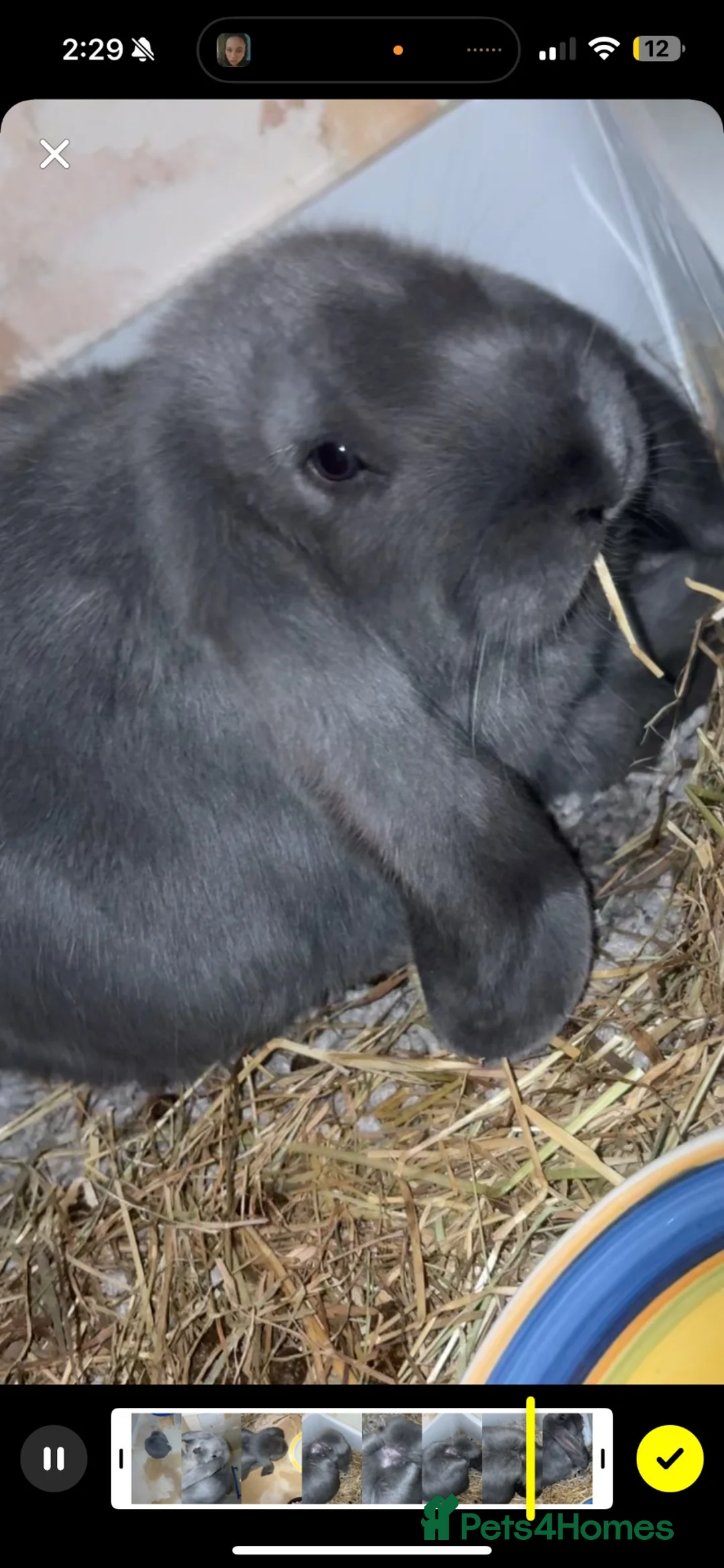French Lop rabbits for sale: French lop bunny in Sheffield - Advert 2