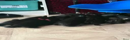 Mixed Breed cats for sale: 5 gorgeous little panthers  - Advert 5