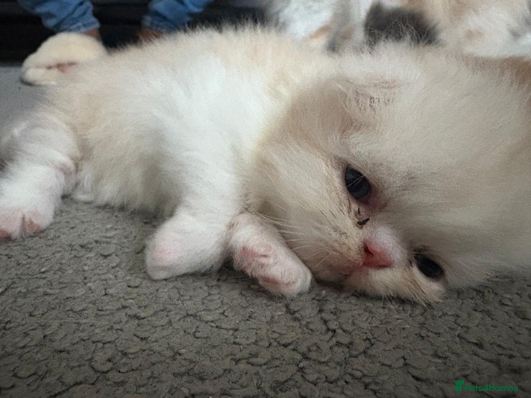 Persian cats for sale: Persian kittens  - Image 6