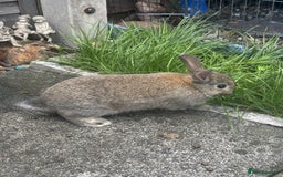 Mini Lop rabbits for sale: 6 weeks old netherland dwarf / mini lop mix - Image 2