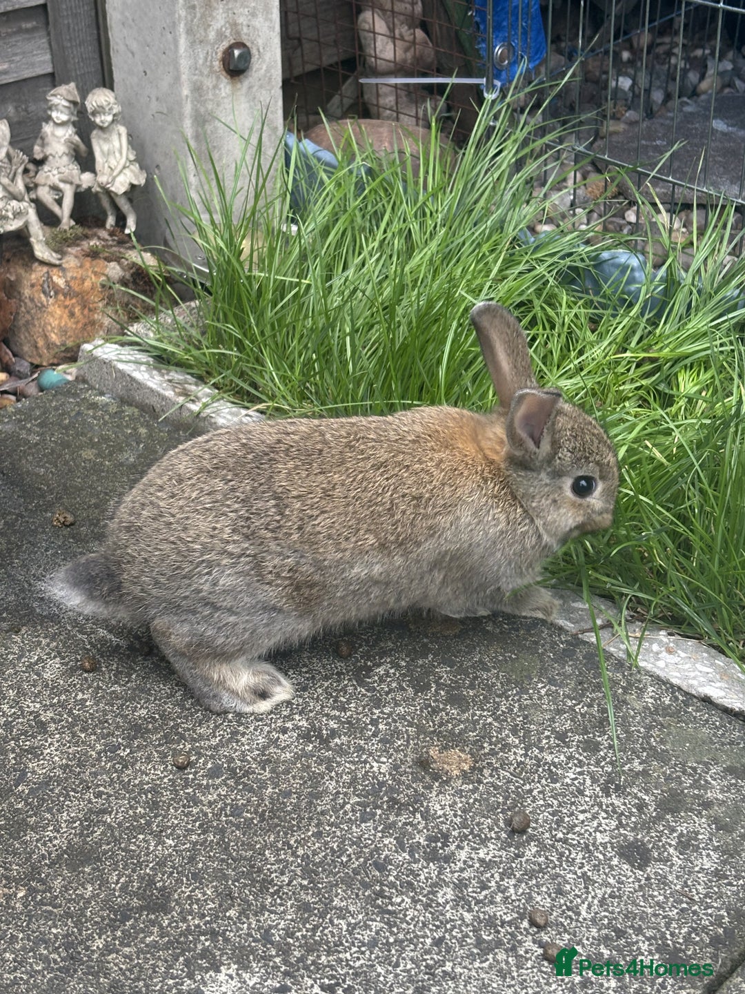 Mini Lop rabbits for sale: 6 weeks old netherland dwarf / mini lop mix - Image 2