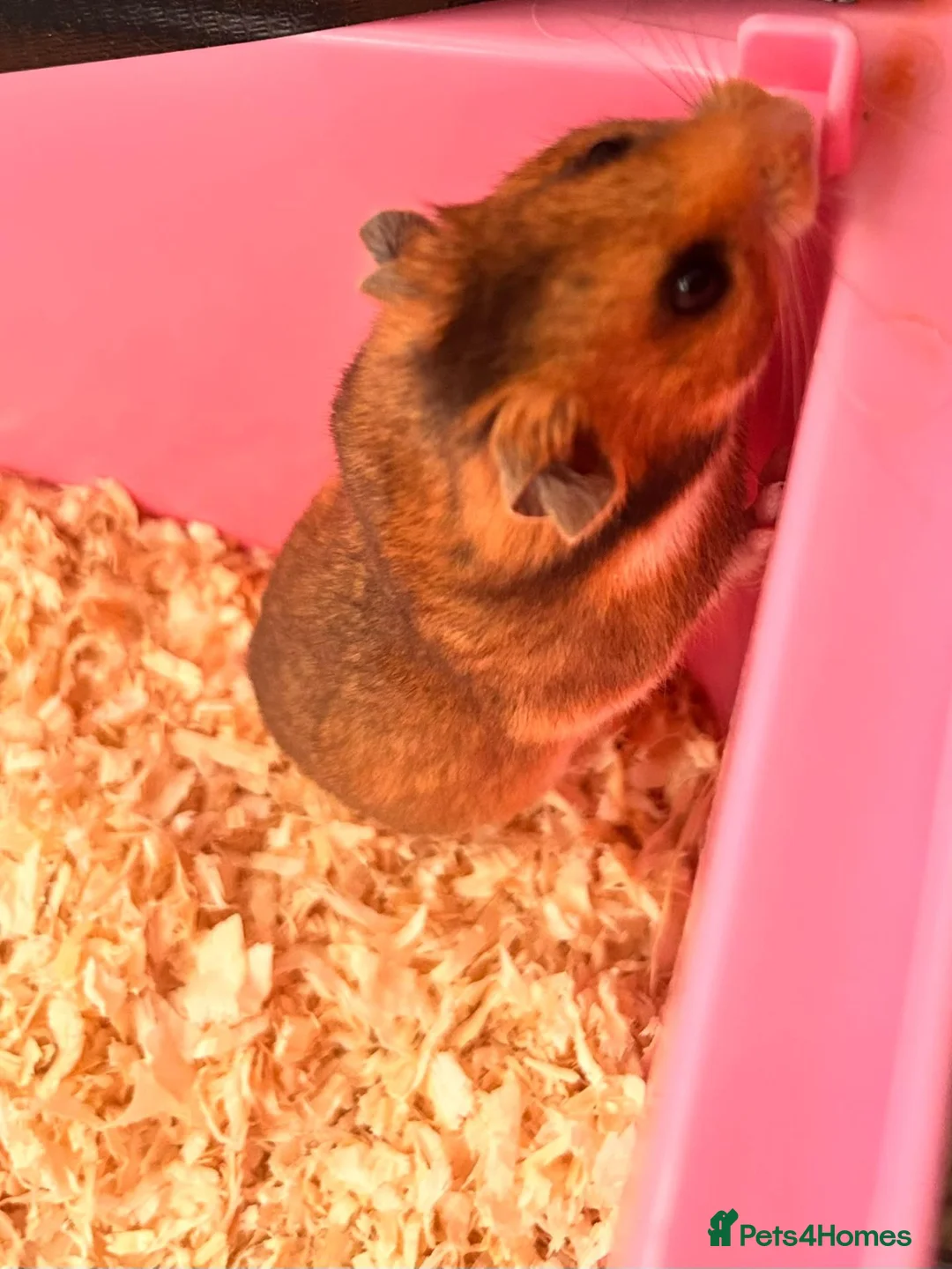 Hamster rodents for sale: Super friendly Siberian Hamster 🐹💕 - Advert 2