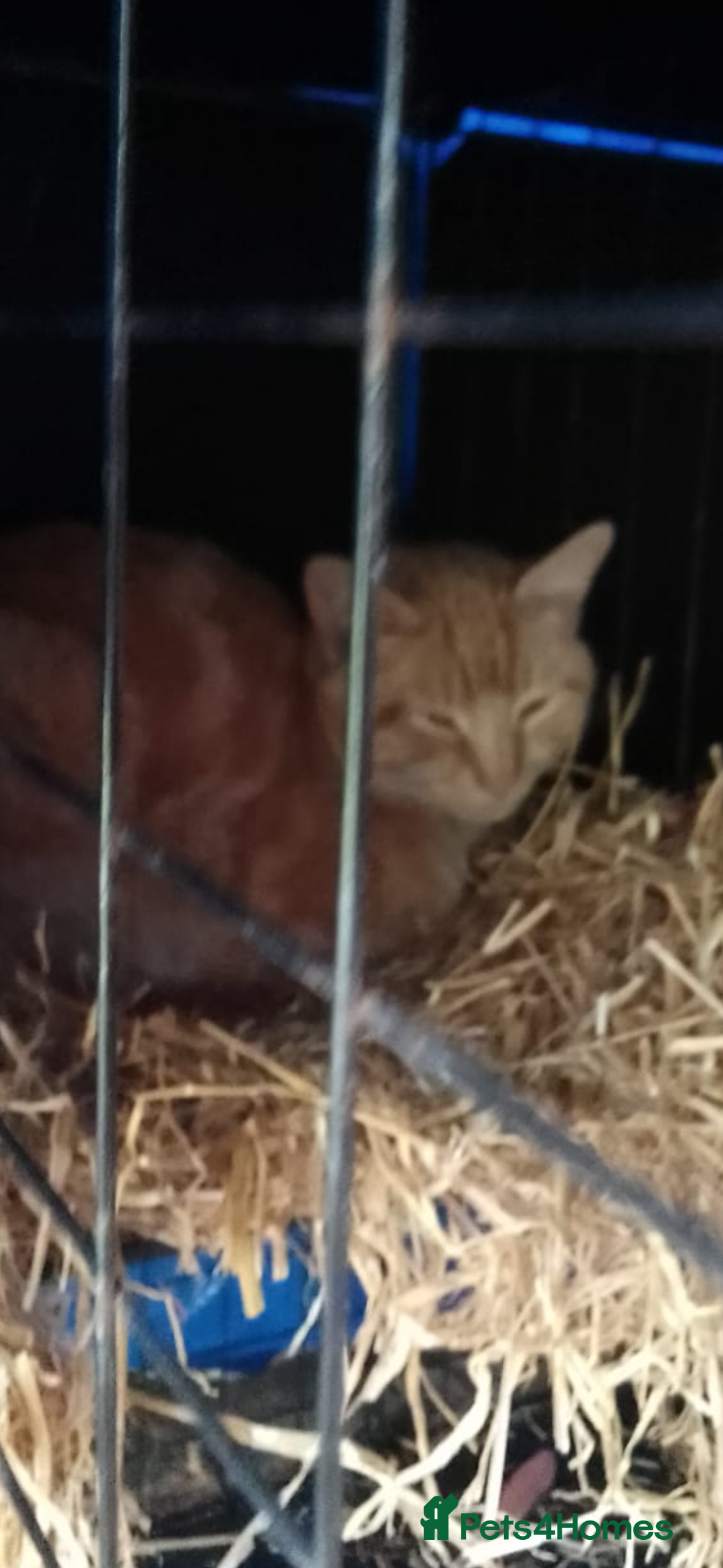 Domestic Shorthair cats for sale: Rimber and simba, our ginger rescues 🧡 - Image 14