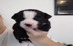 Mixed Breed dogs for sale: Beautiful mastiff cross pups - Image 16